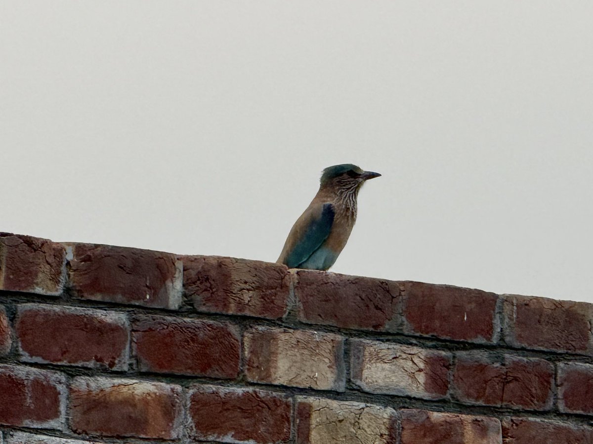 maaria_waseem's tweet photo. First visitor at my new house 
Beautiful Neelkanth 🩵 https://t.co/bBCgdijnMP