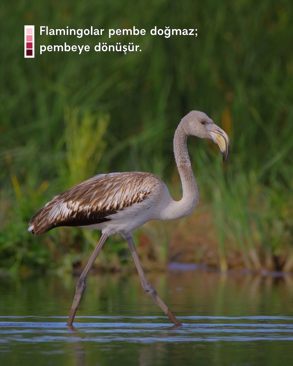 milliparklar's tweet photo. Flamingolar pembe renkte doğmaz; tüyleri başlangıçta gri ve beyaza yakın tonlardadır. Zamanla beslendikleri alglerde ve küçük su canlılarında bulunan karotenoit pigmentleri vücutlarında işlenerek tüylerine, gagalarına ve derilerine yerleşir. 🦩💗 

Beslenme biçimi ve alınan pigment miktarı değiştikçe pembenin yoğunluğu da farklılaşır bu nedenle flamingonun pembesi yalnızca kendisine değil, beslendiği sulak alanın zenginliğine de aittir. 🌸💧

@TCTarim