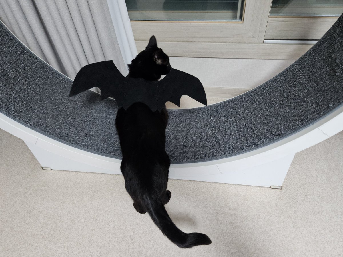movin_mac's tweet photo. 🥰🐈‍⬛️🦇 https://t.co/Xwp8TyJ1Tr