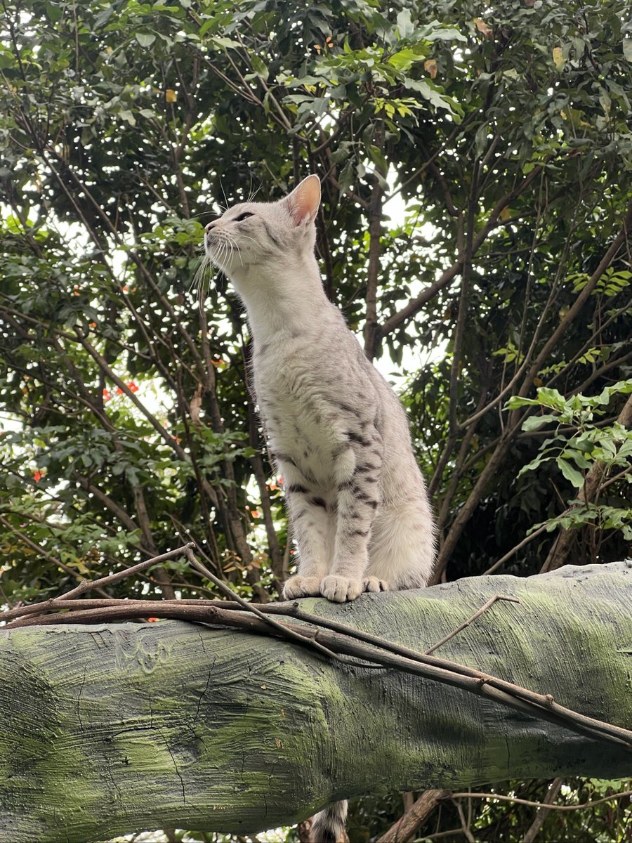 Scalea95_'s tweet photo. El gato con pelaje marrón rompió la rama del árbol y sonrió coqueto bajo el sol brillante. https://t.co/hk2dP61l1s