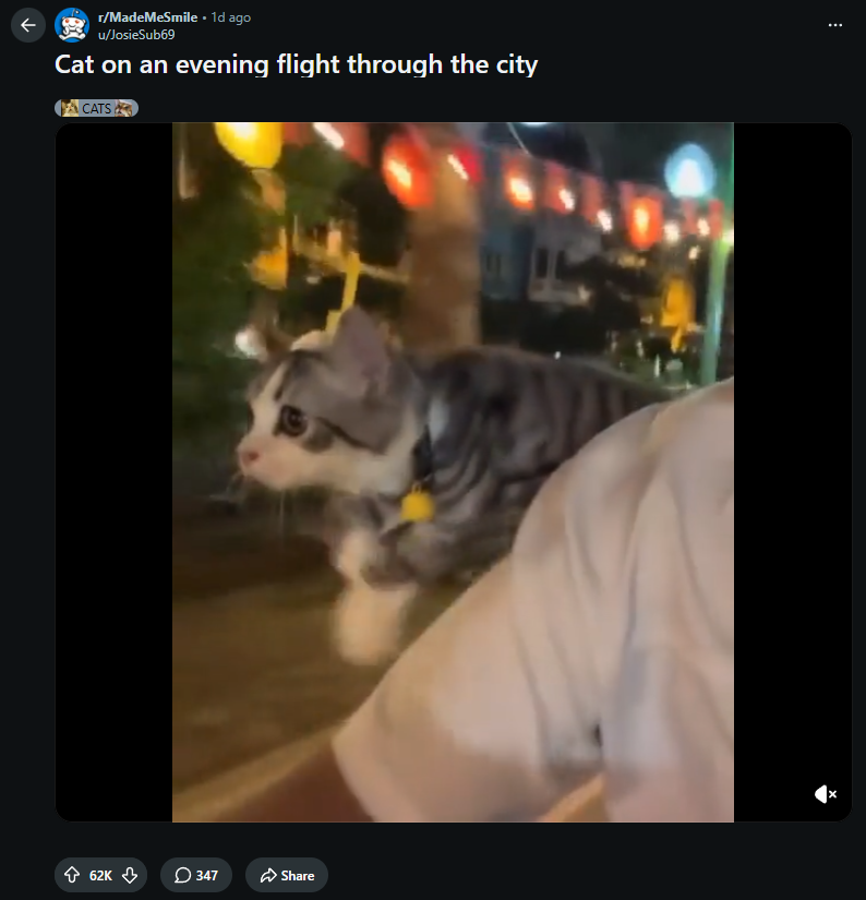 rixshuu's tweet photo. THIS CAT IS LITERALLY FLYING UP

60k UPVOTES IN 1 DAY

A tiny cat wearing a helicopter hat is going viral on Reddit, with a post reportedly hitting 60K upvotes in less than 24 hours.

The little flying cat on its head makes it look like it's actually flying. Such a simple, cute meme, literally an UPCAT

https://t.co/hrdtIo8Hyl