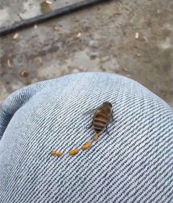 pao_lopez05's tweet photo. ハチが残していったこの液体、
蜂蜜だと思って舐めたらとんでもなく不味かったらしい、、、
蜂蜜じゃないならこれ何なの？
正体知ったらちょっと後悔しそう😰 https://t.co/FpZxr3N6O7