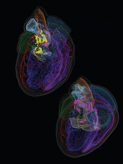 NightSkyToday's tweet photo. 🚨: For years we were taught that the brain rules and the heart only pumps blood. But modern physiology reveals something much more disturbing: the heart has its own "minibrain".    

Inside the heart there is a real neural network—the heart's intrinsic nervous system—made up of tens of thousands of neurons capable of processing information locally.    

Not a metaphor: This circuit analyzes signals, makes quick decisions, and sends instructions to the brain through nerves and heart rate patterns.