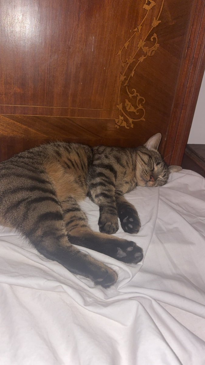 itsover188's tweet photo. Ma jumelle taby, marron noir beige https://t.co/mqXtQKMVyh