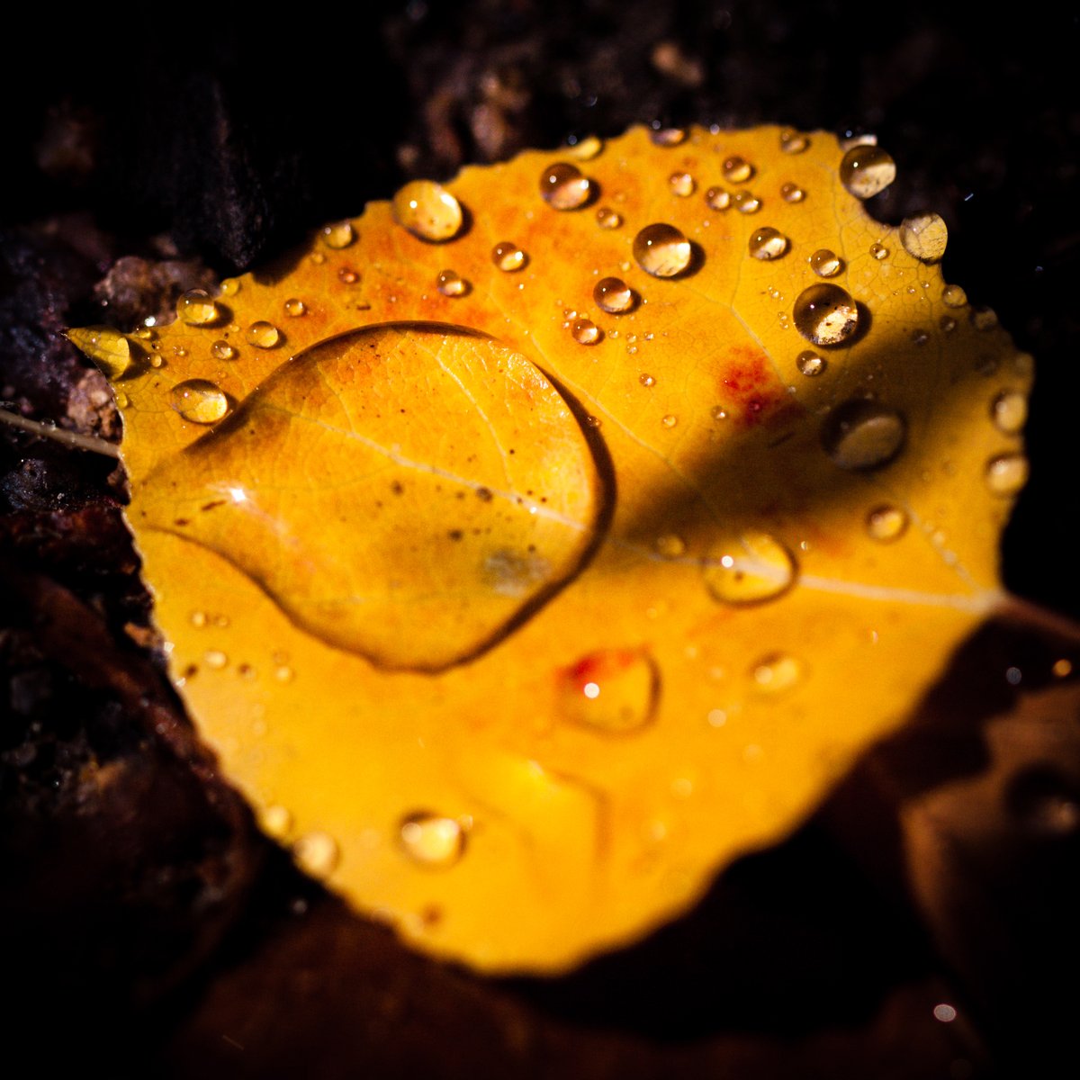VIV_boho's tweet photo. #fallcolors #autumnbeauty
#Canon EF100mm f/2.8 Macro USM https://t.co/JJMmoDuPDj