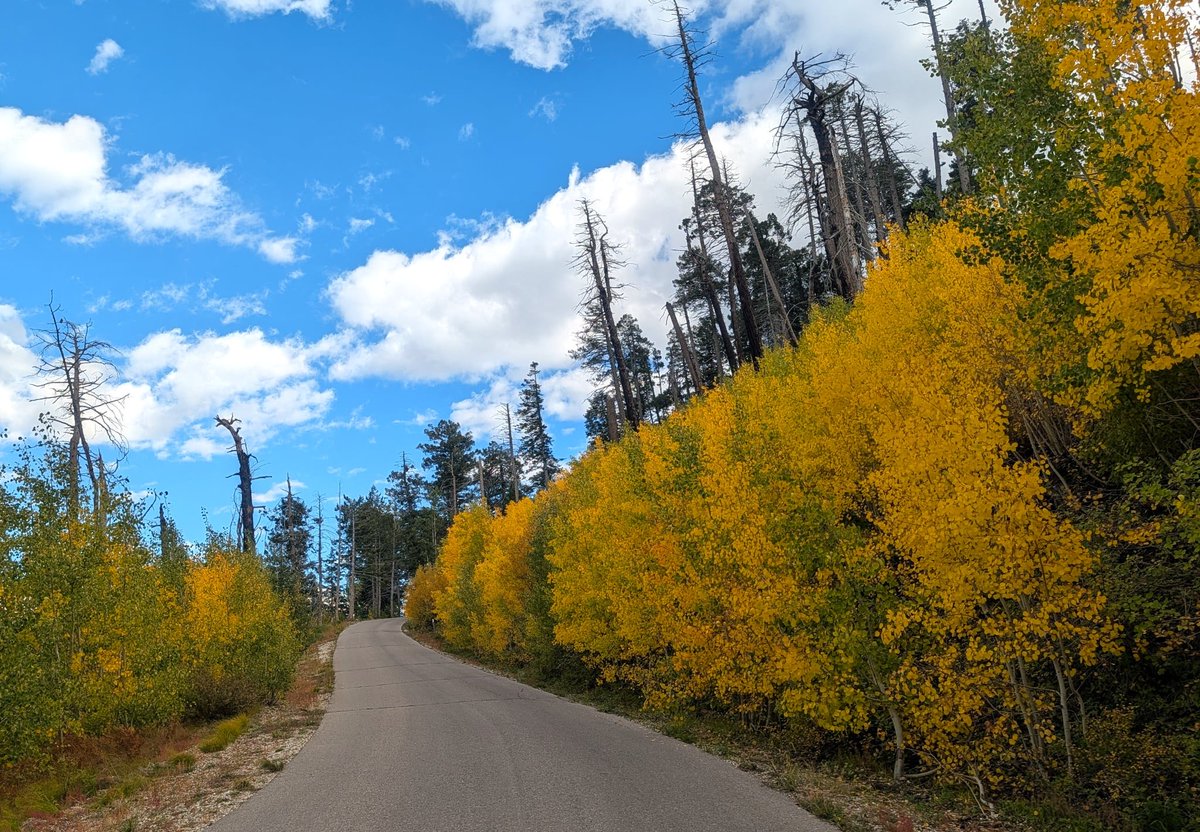 Mtlemmonhotel's tweet photo. The first signs of fall on Mt Lemmon, Arizona  with great trout fishing, cooler nights and the first trees at higher elevations changing color. Anticipated 2026 peak fall colors in Southern Arizona October 18-31. https://t.co/KoxTQ8ERVB