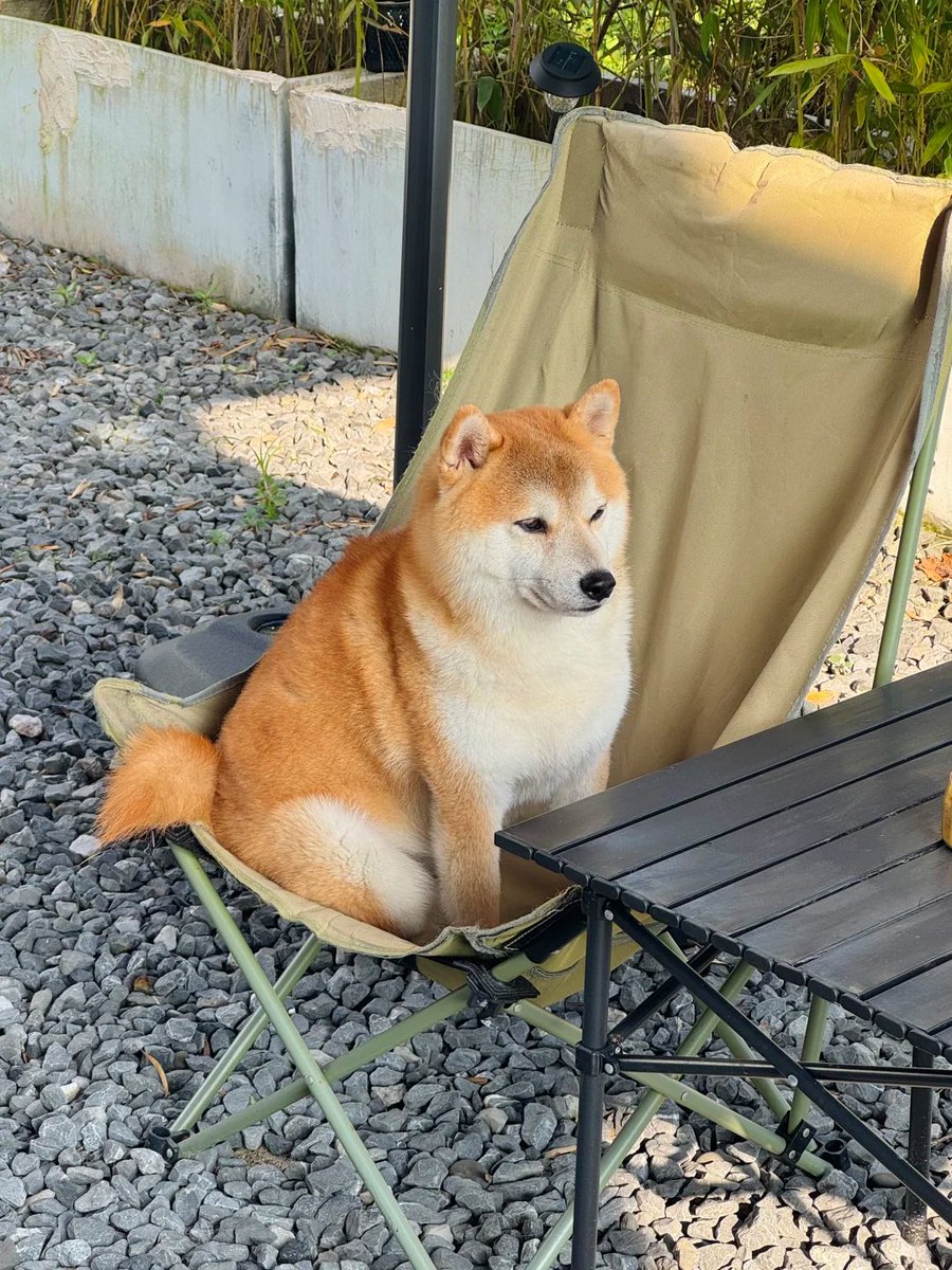 rlaned0's tweet photo. I spotted a dog… It was lounging on a deck chair in the yard at dusk, intently watching passersby. 🚶‍♀️‍➡️ Its thoughts: "You all go see the scenery, I'll just watch the people." 🥹 https://t.co/1lK64GucYQ