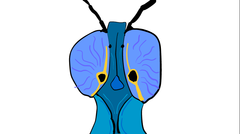 Big_Garfy's tweet photo. I drew a grasshopper in animation class https://t.co/gFqsNfCJbb