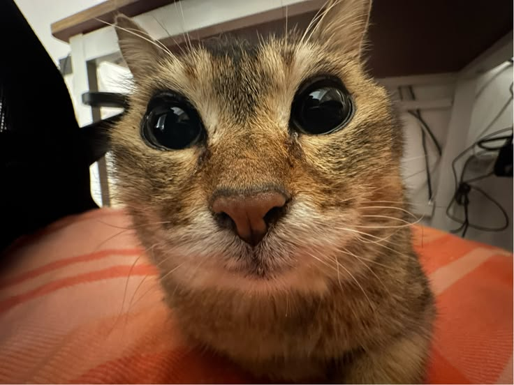 neokuudere's tweet photo. i love you meimei you are one of the best cats ever https://t.co/SYwJjdTUsI