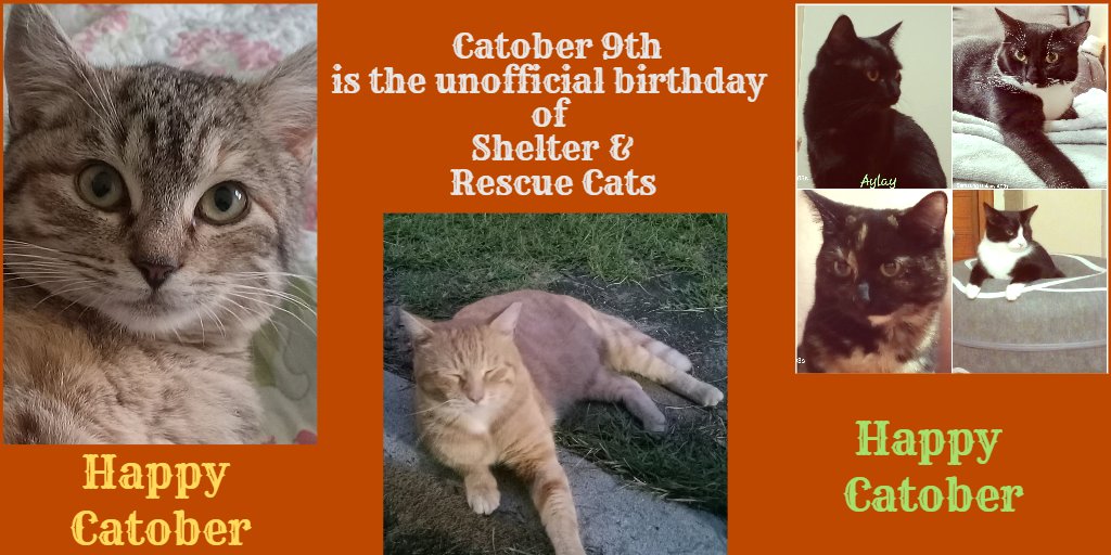 BecauseJim's tweet photo. #catober #Adoptme #rescuecats https://t.co/kS8Y3SH90I
These are all the adoptable cats of Wild Serenity!
Atalanta Jack Ayla, Ian Fleming
Chirp, Jim Grey https://t.co/ueB0ONlE5W