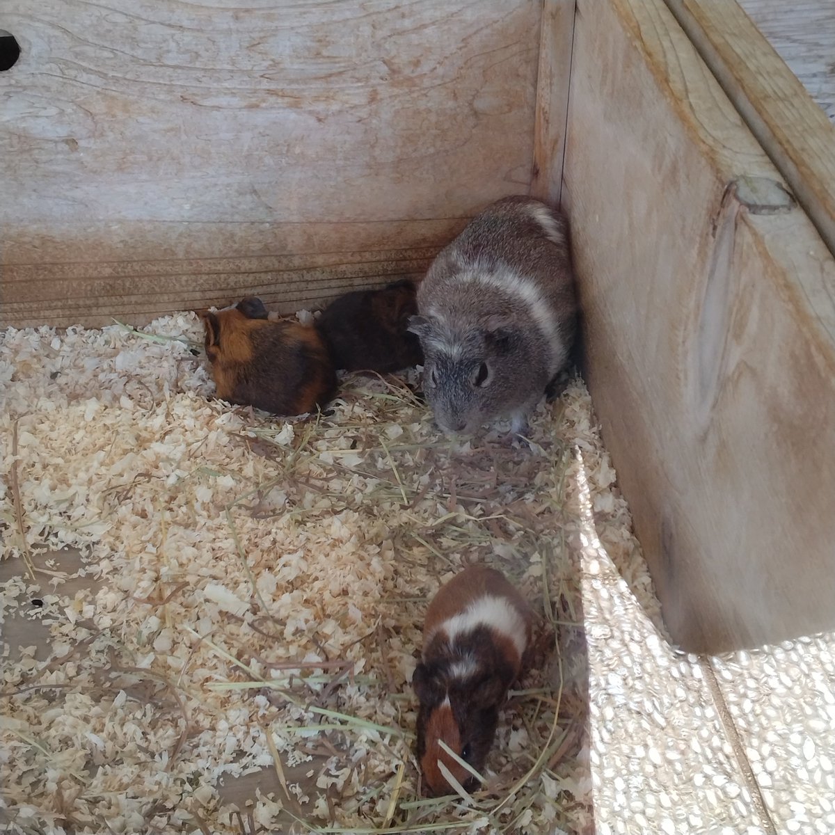 RocoHideo's tweet photo. 悲喜こもごもの動物園

嬉しいニュース山盛りが
いいですね✨
今日最後の投稿は
9/27生まれの
モルモット親子で

おやすみなさい🌃
2026.10 https://t.co/j5M7CxY9LS