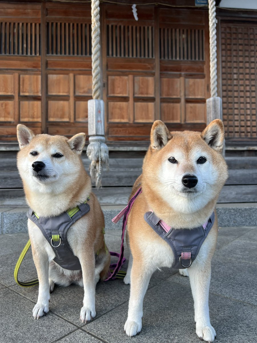 jajagi7jajagi's tweet photo. おはようございます☀
良い休日を🐕⛩️🐕 https://t.co/6tjDieg1fR