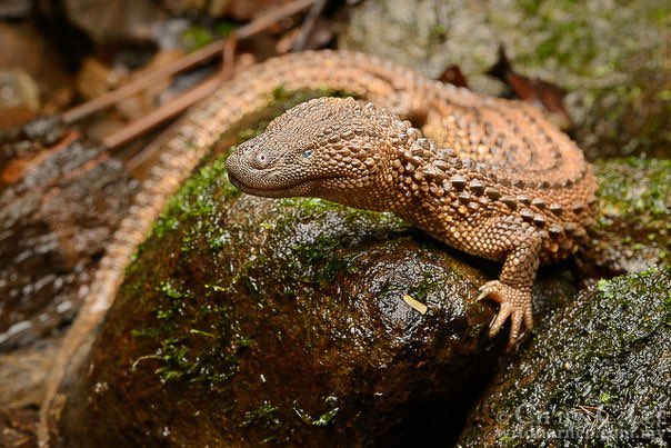 herpsoftoday's tweet photo. herp of the day 28: Borneo earless monitor
(lanthanotus borneensis)

> found in: Borneo (Indonesia, Malaysia, Brunei)
> habitat:  near streams and marshes at low elevations 
> eats: worms, fish, arthropods
> status:

photo by Chien C Lee

📸: https://t.co/POIBYeiXNS https://t.co/YT1KD9nAzy