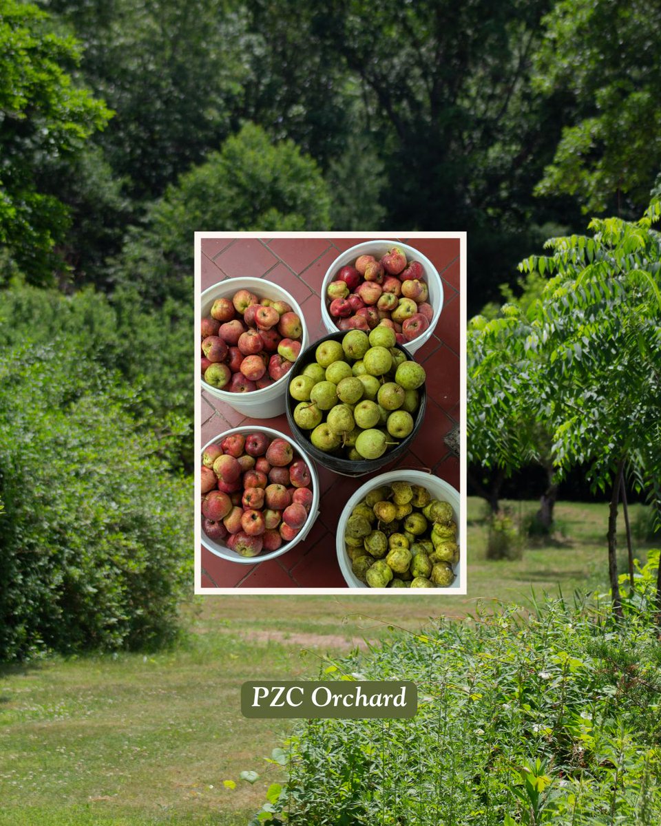 providencezen's tweet photo. Fresh from the orchard! 🍏 Stop by our farm stand this Sunday, Oct 11, at 11:30 AM, right after Dharma Program, for freshly made PZC apple sauce & apple cider. 🍎 Stay tuned for more produce in the future.
#FarmStand #AppleCider #FallHarvest #EcoDharma #RhodeIsland https://t.co/SFBiAeKh7Y