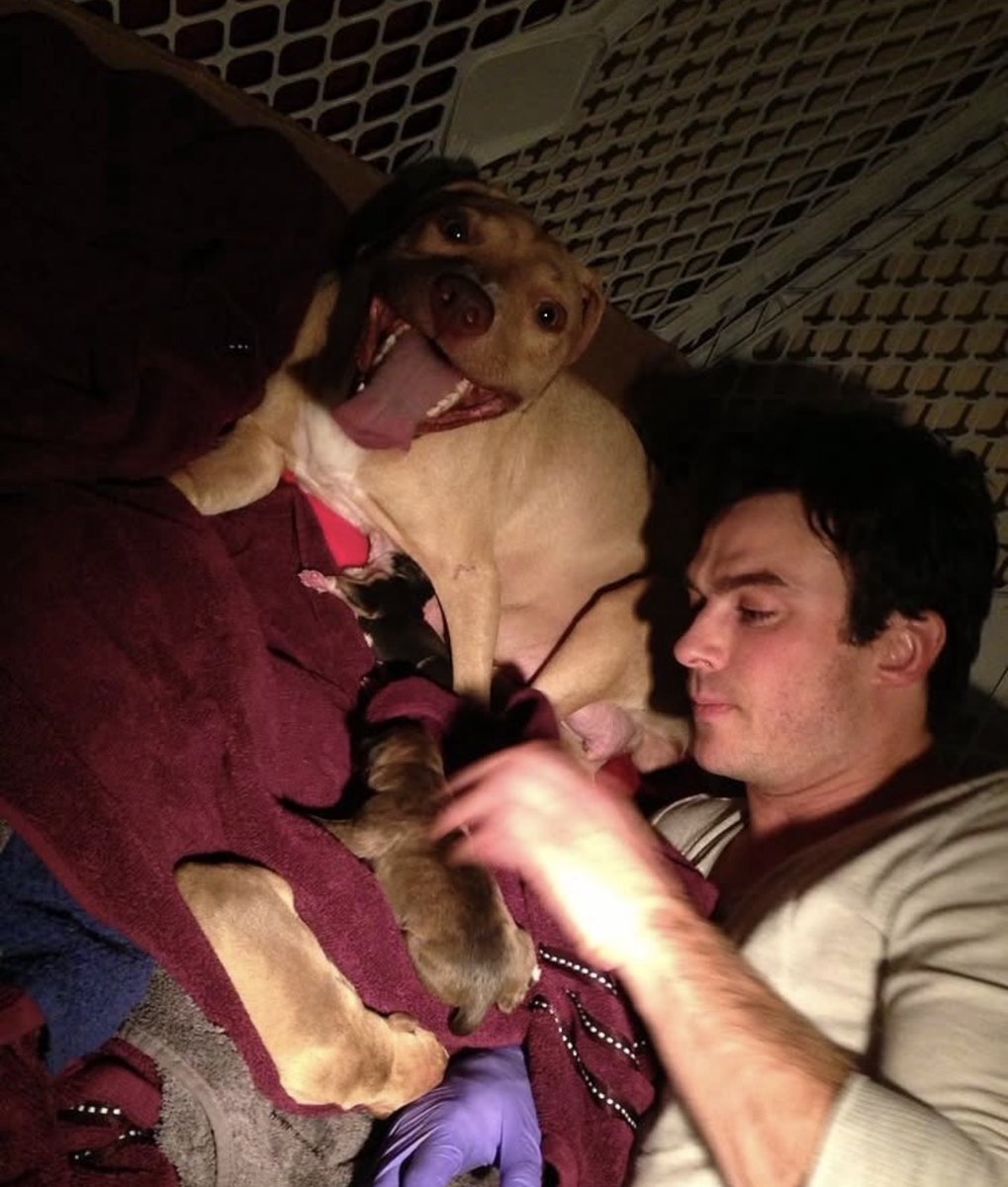 twittavit's tweet photo. Ainda não superei o dia que eles ajudaram a cachorrinha a dar a luz 🥰💞 https://t.co/2rMnN3huyS
