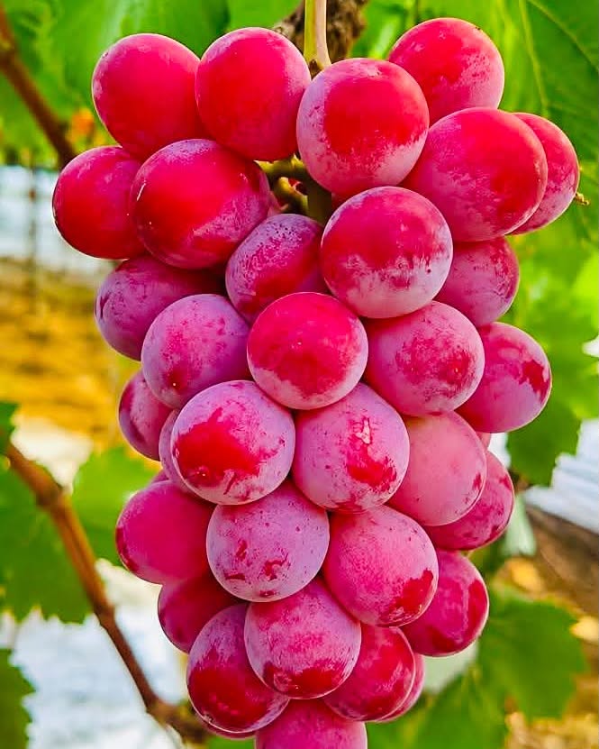 diih_naty's tweet photo. វីតាមីន និងជាតិរ៉ែជួយពង្រឹងប្រព័ន្ធភាពស៊ាំ ធ្វើឱ្យរាងកាយរឹងមាំ និងប្រឆាំងនឹងជំងឺឆ្លងបានកាន់តែល្អ។ https://t.co/dE8Eg9C7rz