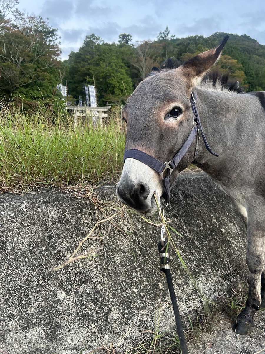 TJo95V15kl35013's tweet photo. おはようサン☀️

#ロバ
#パリカール https://t.co/PjWn1lRyHq
