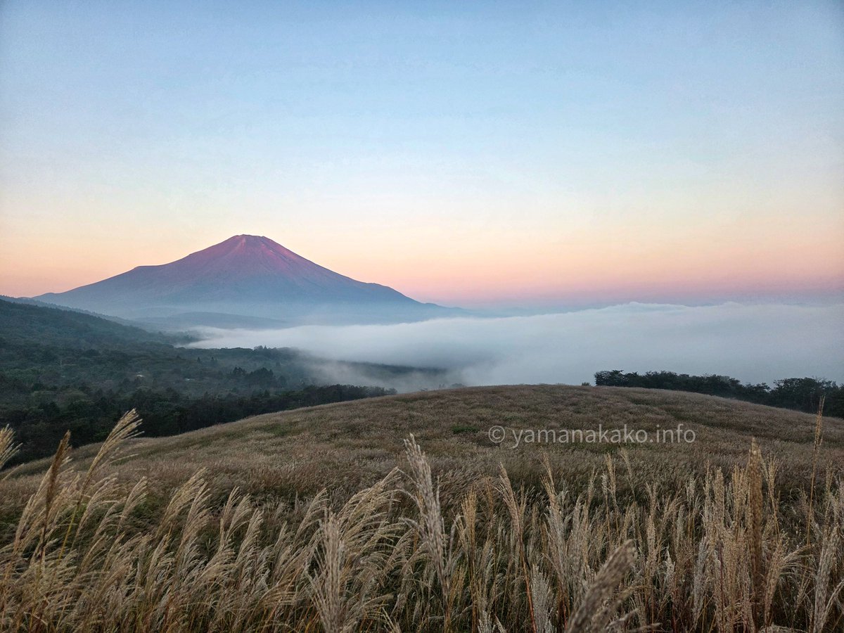 yamanakako_info's tweet photo. #おはよう富士山 
今朝も山中湖は霧で覆われていましたが、パノラマ台から少し上がったところからはよく見えました
三連休初日のせいかたくさんの人がこの景色を見ていました
#雲海の向こうに富士山 #雲海に浮かぶ富士山 #ススキと富士山 #ススキ #mtfuji #富士山 #山中湖 #mysky #パノラマ台 https://t.co/bulfmOBItB