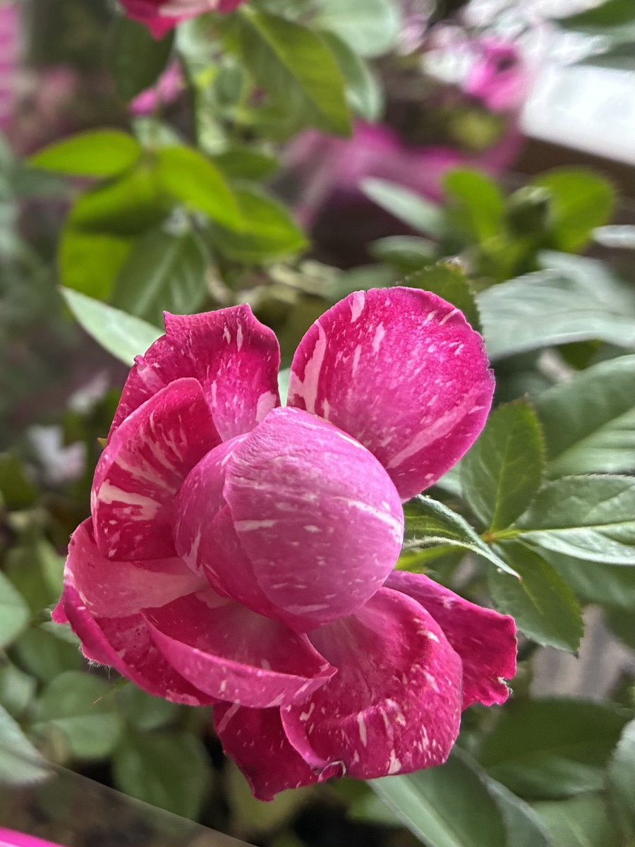 black0710228's tweet photo. #私の_世界に一つだけの花 https://t.co/TiMGPawCMi
