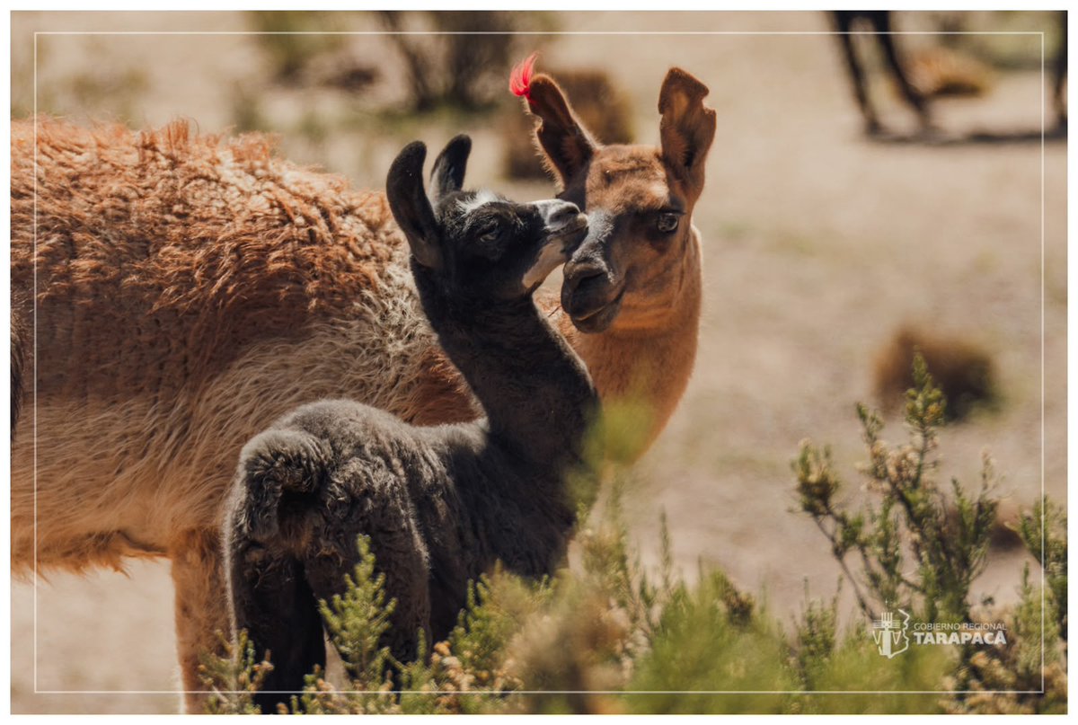 Gore_Tarapaca's tweet photo. #PostalesDeTarapacá 🦙🦭🐦‍⬛☀️✨

¡El sol brilla en #Tarapacá y nuestra fauna lo sabe! 😎

Ya se siente el calorcito y los días soleados nos invitan a reconectar con la naturaleza. En #Iquique, y a lo largo de todo nuestro litoral, el cambio de temporada llena de vida cada rincón de Tarapacá. 🫶

En esta nueva edición de #PostalesDeTarapacá, queremos invitarlos a detenerse y apreciar nuestra maravillosa fauna altiplánica y costera; esa que emociona y que nos transporta a los lindos parajes que ofrecen las siete comunas de nuestra región. 😍

Aproveche este buen clima para disfrutar de nuestras playas y paisajes, siempre con respeto, responsabilidad y cuidado por la fauna silvestre que comparte su hogar con el nuestro. ☺️

📸 ¡AH! Y no está demás contarte que, en tiempos donde la inteligencia artificial hace de las suyas, estos maravillosos momentos y postales fueron capturados por el talento de nuestro fotógrafo, el gran Roberto Sanhueza. 👏👏👏

#GobernandoDesdeLosTerritorios #Iquique #AltoHospicio #PozoAlmonte #Pica #Huara #Camiña #Colchane