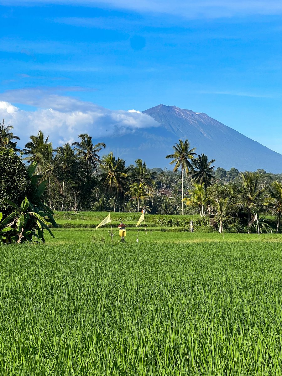 AguiarthurFCO's tweet photo. Beautiful Bali. Beyond the stunning scenery and busy roads, it’s the kindness of the people I’ll remember most. Ubud reminded me that even in chaos, humanity still shines. https://t.co/WpliuJQ6of