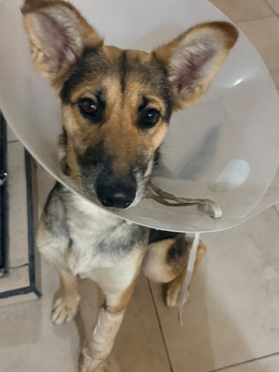 VIBRAmascotas's tweet photo. Mila tiene unos ojitos tan hermosos 😍🥰🤩
Mediana-grande, tipo pastor , vacunada , desparasitada y esterilizada.   
Es muy linda y muy bien portada ,urge una familia para ella por favor 🙏🏻 
Dale una oportunidad 
Wats 5548724347
#adopta #cdmx https://t.co/YJZTwSicaf