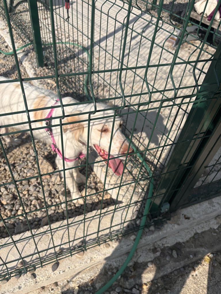 kranUak2's tweet photo. 🐾🐶💖 https://t.co/quK1Eo5gnw