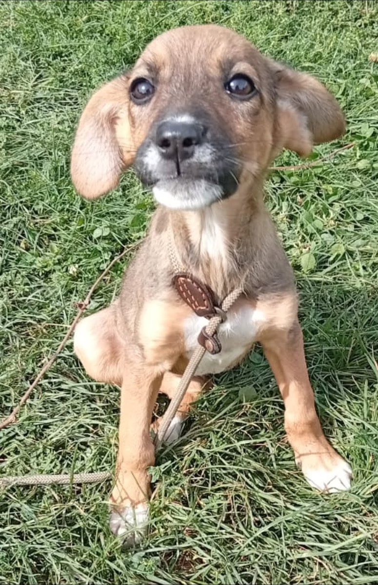 Pawprints2F's tweet photo. This is Sydney❤️

Approximately 12 weeks old and our Romanian kennel staff adore her!

They say she is such a loving little puppy, despite everything she has already endured on the outside.

She ideally needs a canine friend, and she can live with cats🐾

https://t.co/UKATK6O6W4 https://t.co/ZWbifDidWF