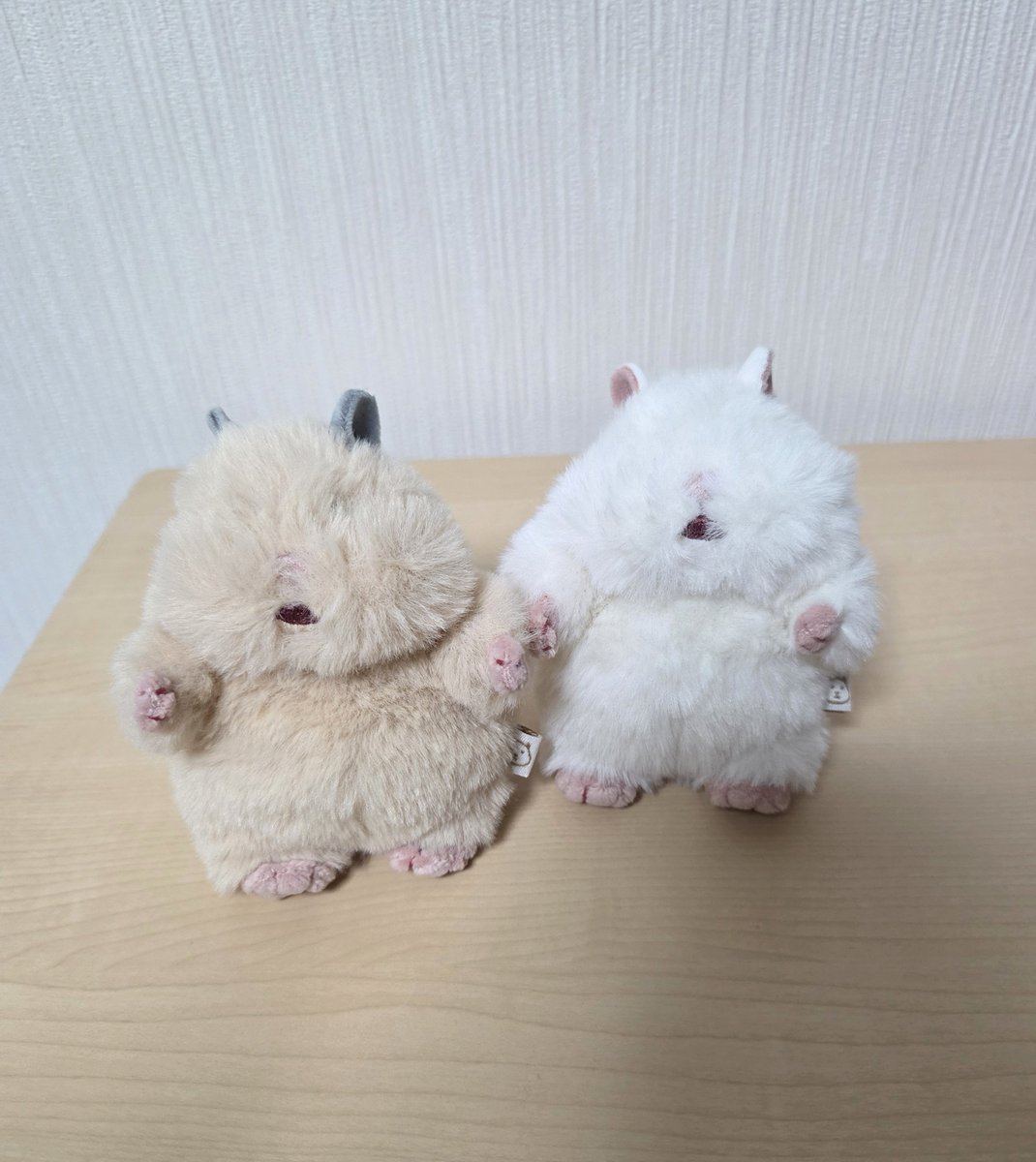 Peachsquash387's tweet photo. #はむにぎり
可愛いすぎてずっと欲しかったはむに��りお迎えしました。ポムとホイップと名前をつけました。2匹とも女の子。トリミング不器用ながら頑張りました。 https://t.co/BYkzeb3w5r