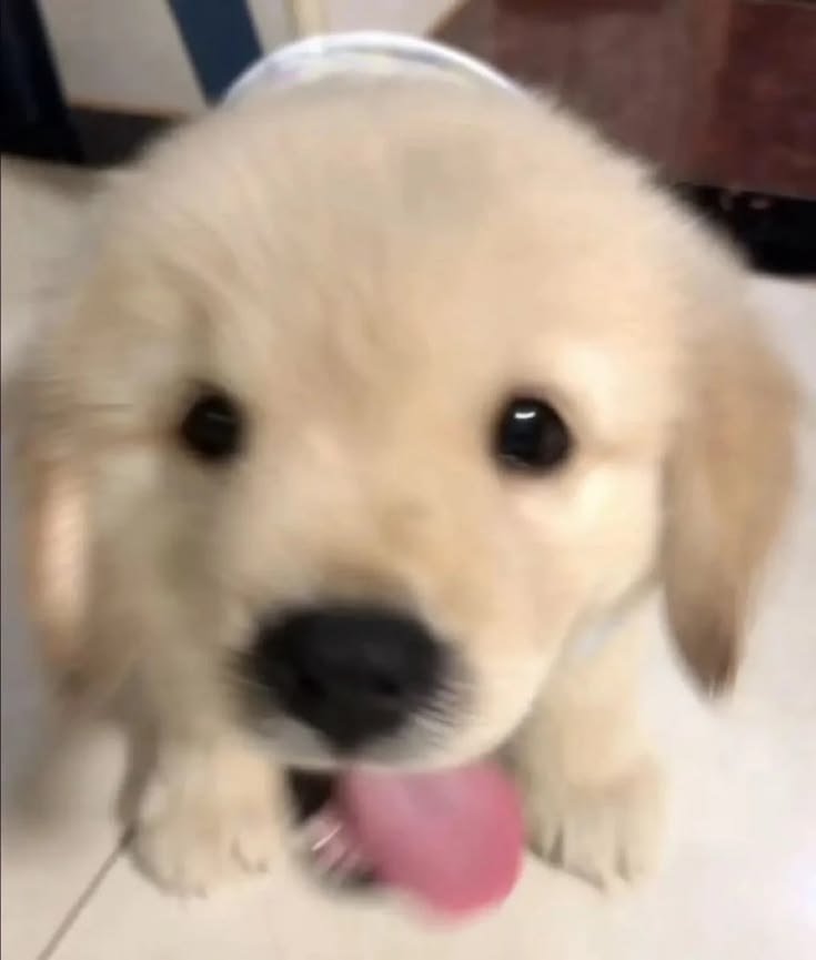 cutestpuppyy's tweet photo. https://t.co/19HALhQ4ew
