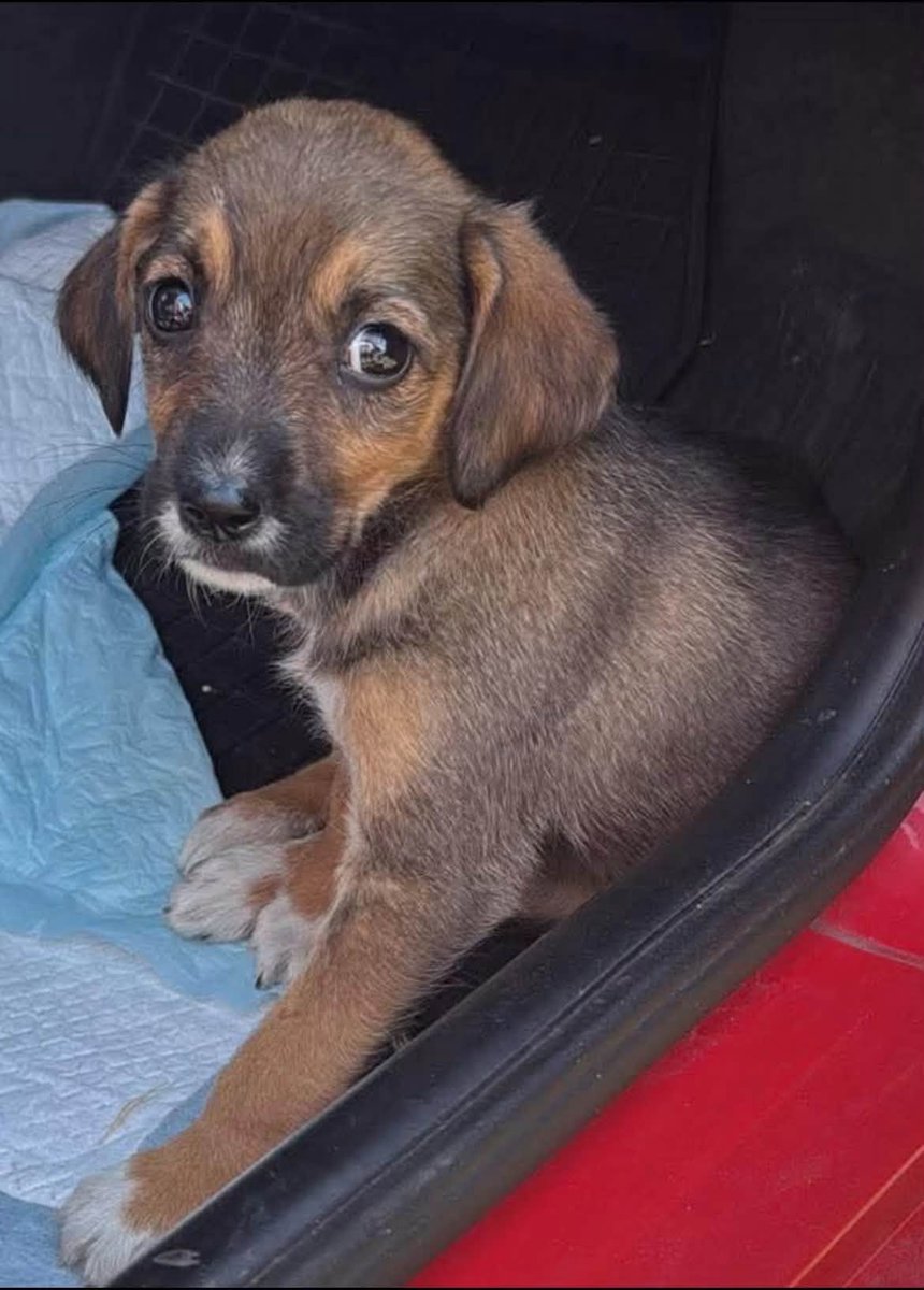 Pawprints2F's tweet photo. This is Sydney❤️

Approximately 12 weeks old and our Romanian kennel staff adore her!

They say she is such a loving little puppy, despite everything she has already endured on the outside.

She ideally needs a canine friend, and she can live with cats🐾

https://t.co/UKATK6O6W4 https://t.co/ZWbifDidWF