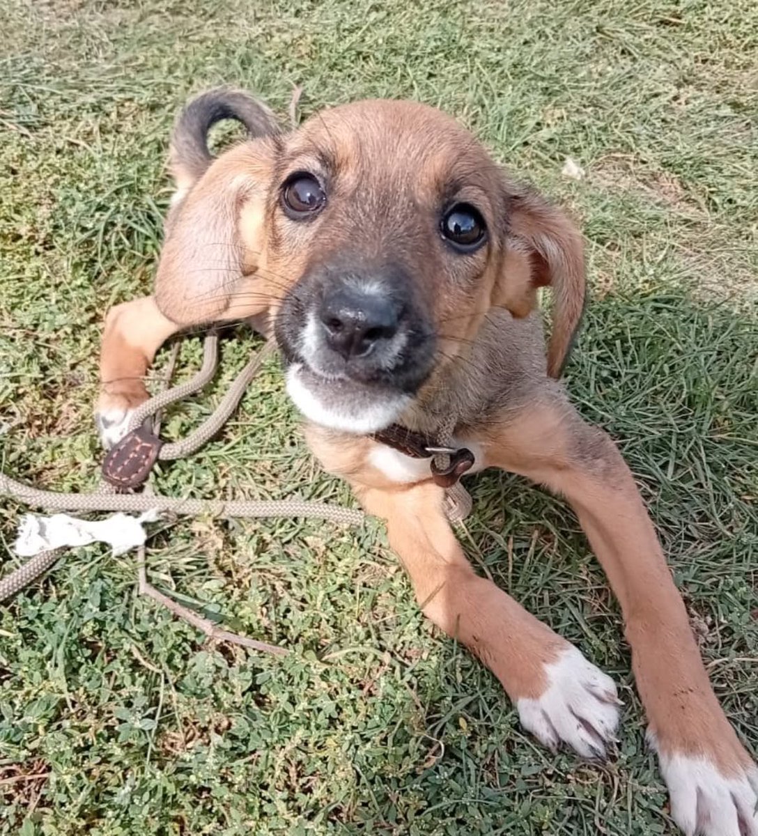 Pawprints2F's tweet photo. This is Sydney❤️

Approximately 12 weeks old and our Romanian kennel staff adore her!

They say she is such a loving little puppy, despite everything she has already endured on the outside.

She ideally needs a canine friend, and she can live with cats🐾

https://t.co/UKATK6O6W4 https://t.co/ZWbifDidWF