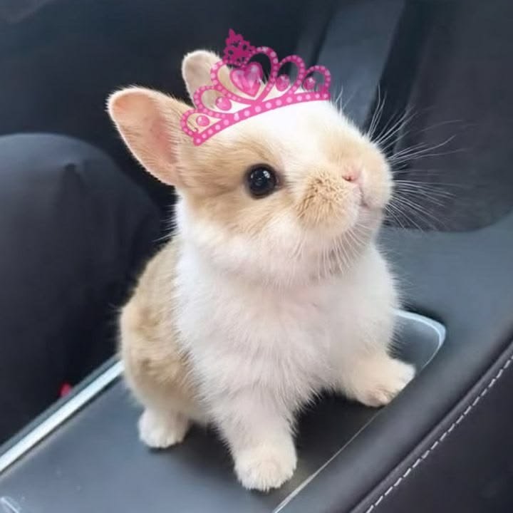 popularrabbit's tweet photo. Queen bunny https://t.co/ZtQpj5tzPy