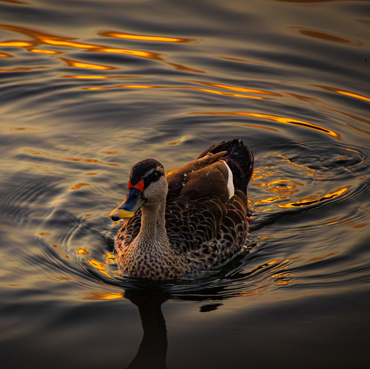 HvJvS's tweet photo. Gilded Silence

Before Jaipur awakens, Jal Mahal rests in stillness. A Spot-billed Duck glides through liquid amber, etched in fire and shadow—a quiet reminder of nature’s simplest elegance. https://t.co/wIQXHJQB5Z