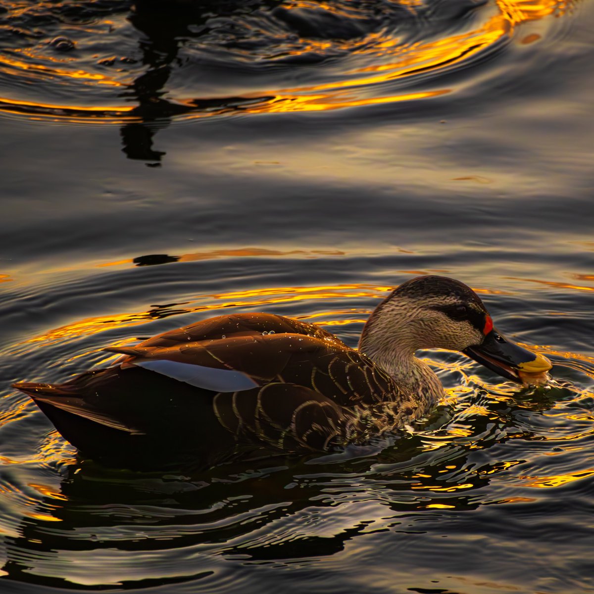 HvJvS's tweet photo. Gilded Silence

Before Jaipur awakens, Jal Mahal rests in stillness. A Spot-billed Duck glides through liquid amber, etched in fire and shadow—a quiet reminder of nature’s simplest elegance. https://t.co/wIQXHJQB5Z