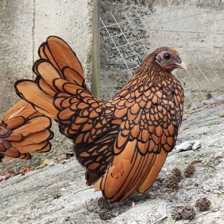 pmamtraveller's tweet photo. a Golden Sebright, is a true bantam chicken breed known for its golden-brown feathers distinctly outlined in black https://t.co/1hPMDxmm8h