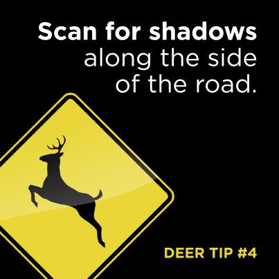 GreeneCoPH's tweet photo. 🦌 Deer are on the move! As fall arrives, watch for deer crossing roadways—especially at dawn and dusk. Slow down, stay alert, and be ready to stop. One moment of caution can prevent a serious crash. 🚗

#SafeCommunities #SafeDriving #DeerSafety #GCPH https://t.co/B7WSntKHyq