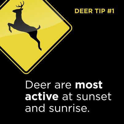 GreeneCoPH's tweet photo. 🦌 Deer are on the move! As fall arrives, watch for deer crossing roadways—especially at dawn and dusk. Slow down, stay alert, and be ready to stop. One moment of caution can prevent a serious crash. 🚗

#SafeCommunities #SafeDriving #DeerSafety #GCPH https://t.co/B7WSntKHyq