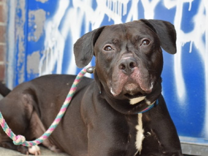 adoptadog39's tweet photo. #LogiDay #dogoftheday

This adorable good boy is ready for a new home! 
Logi is a smart, happy, loving boy!

#nycACC #nyc #newYork
#adopt #foster #rescuedog https://t.co/GnPuLTtBzg