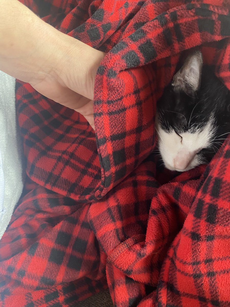 WoldenAnita's tweet photo. The old man has taken my spot and robe I guess I’ll just fuck off now 🤣🤣
#EvilBuddy 🥹😍🥹 https://t.co/lAIdPDytAA
