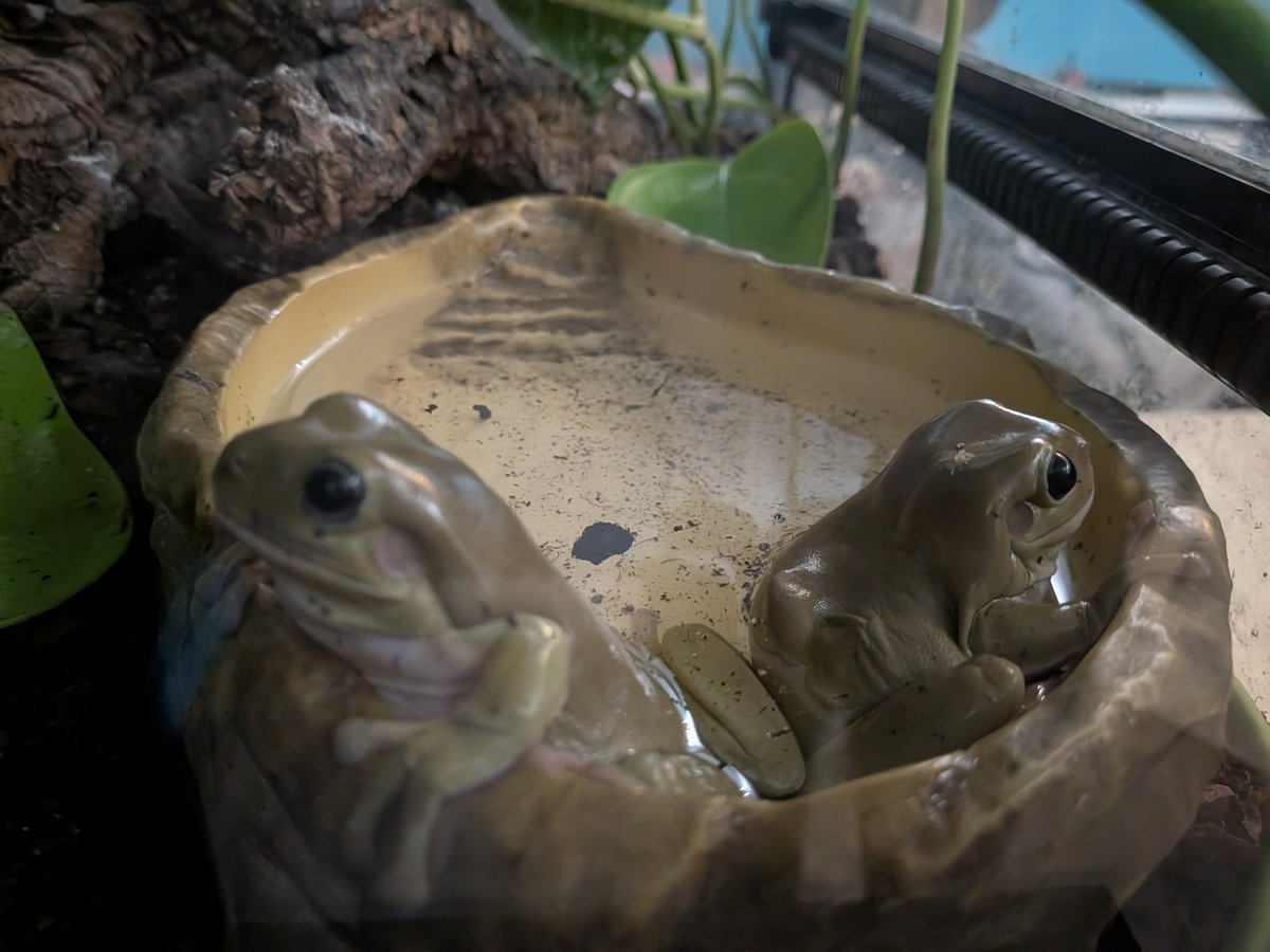 Orithyx's tweet photo. It’s Froggy Friday! 🐸 (Week 7)

In the tub 🛁 https://t.co/HRAGjxgsnK