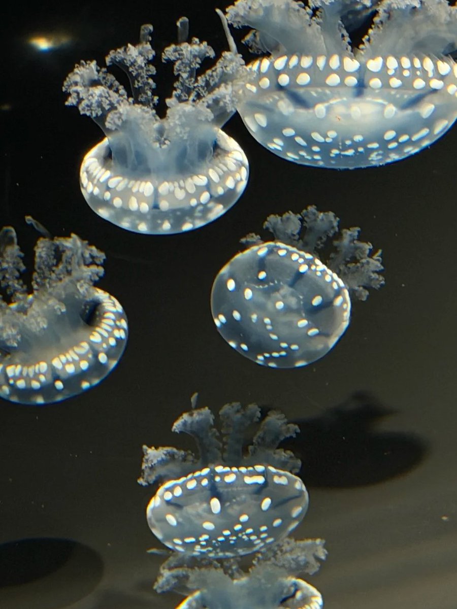 HMeganLee's tweet photo. The jellyfish zone 🪼 is absolutely stunning, so beautiful!
The Open Ocean exhibit window features stingrays that always look like they’re smiling.
The touch pool with cleaner shrimp was so fun too — they automatically cling to your fingers, and it feels a little ticklish! https://t.co/k3SOjeMKyN