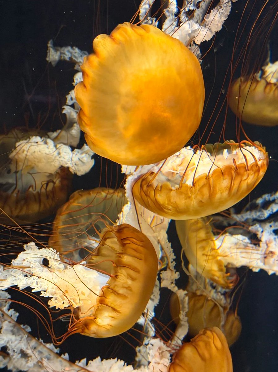 HMeganLee's tweet photo. The jellyfish zone 🪼 is absolutely stunning, so beautiful!
The Open Ocean exhibit window features stingrays that always look like they’re smiling.
The touch pool with cleaner shrimp was so fun too — they automatically cling to your fingers, and it feels a little ticklish! https://t.co/k3SOjeMKyN