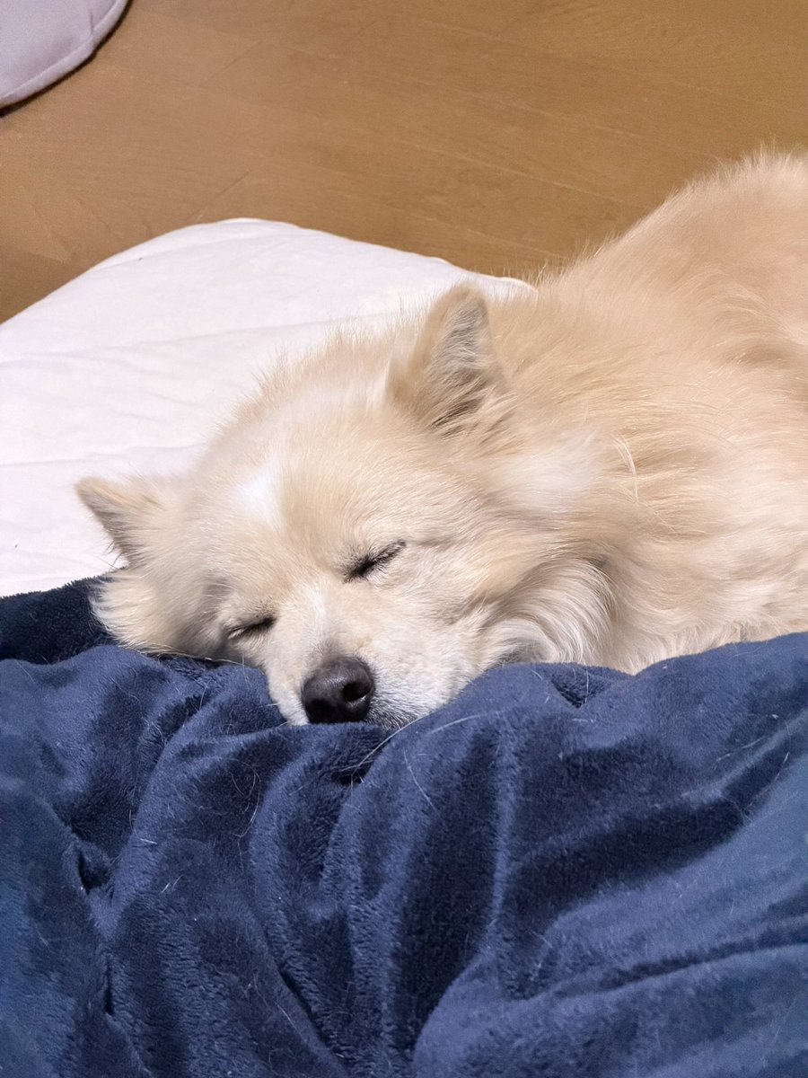 ayumi8520's tweet photo. うちの子にもめっちゃ似てる、、
年齢も近そうやし他の引用されてる方の子もみんな兄弟やったりするんかな🥹🫶🏻 https://t.co/gwop8kL8gE