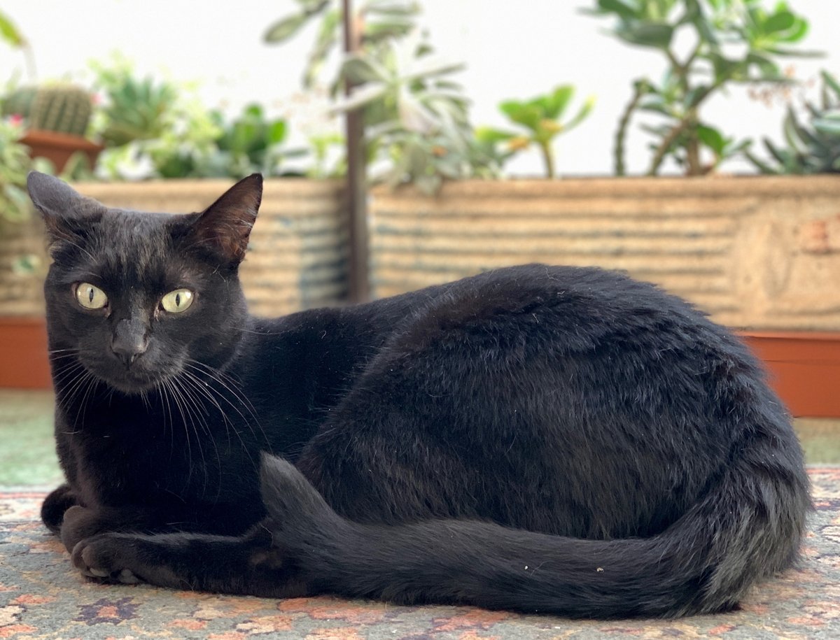 gattozen1's tweet photo. Il gatto è stato per me un animale socratico. 
Mi ha insegnato a scoprire chi ero ed anche qual era il mio posto nel mondo.
Giorgio Celli
#buonaserata https://t.co/UdThQgQjwJ