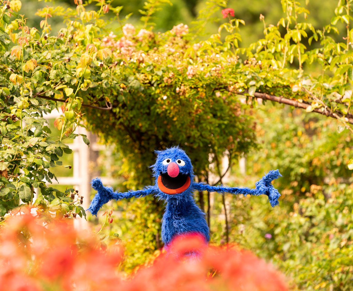 Grover's tweet photo. I am just so OVERJOYED from all of these birthday wishes! Thank you everybodeeee! 💙 https://t.co/t75fowSgm1