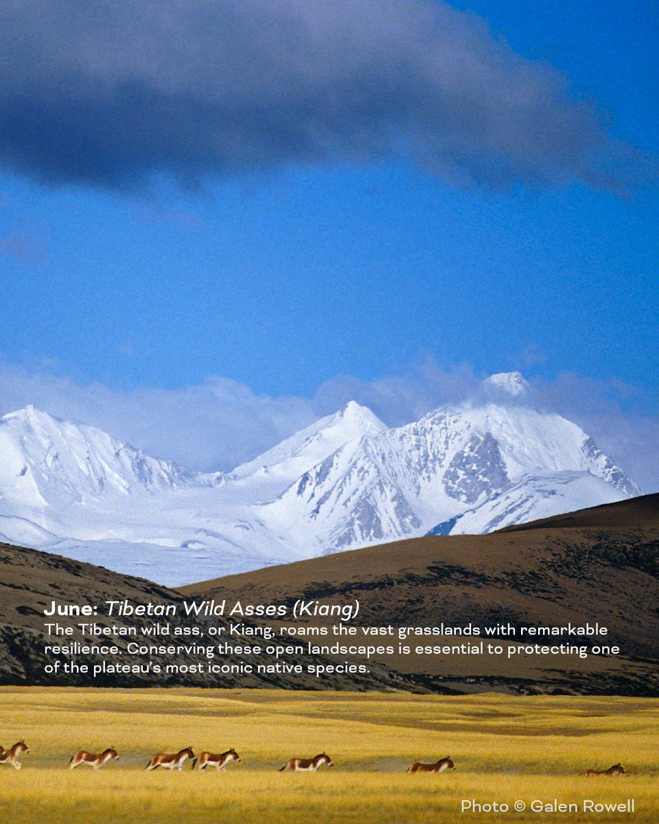 SaveTibetOrg's tweet photo. Caption: Our 2027 ICT wall calendar is now available!
Where the Mountains Touch the Sky: Tibet’s Majestic Landscapes celebrates #Tibet’s natural beauty and the deep connection between the #Tibetan people and their homeland.

With deep gratitude  to the photographers who generously shared their work and helped bring this calendar to life.

Order yours today at https://t.co/r3GGBiP3VJ