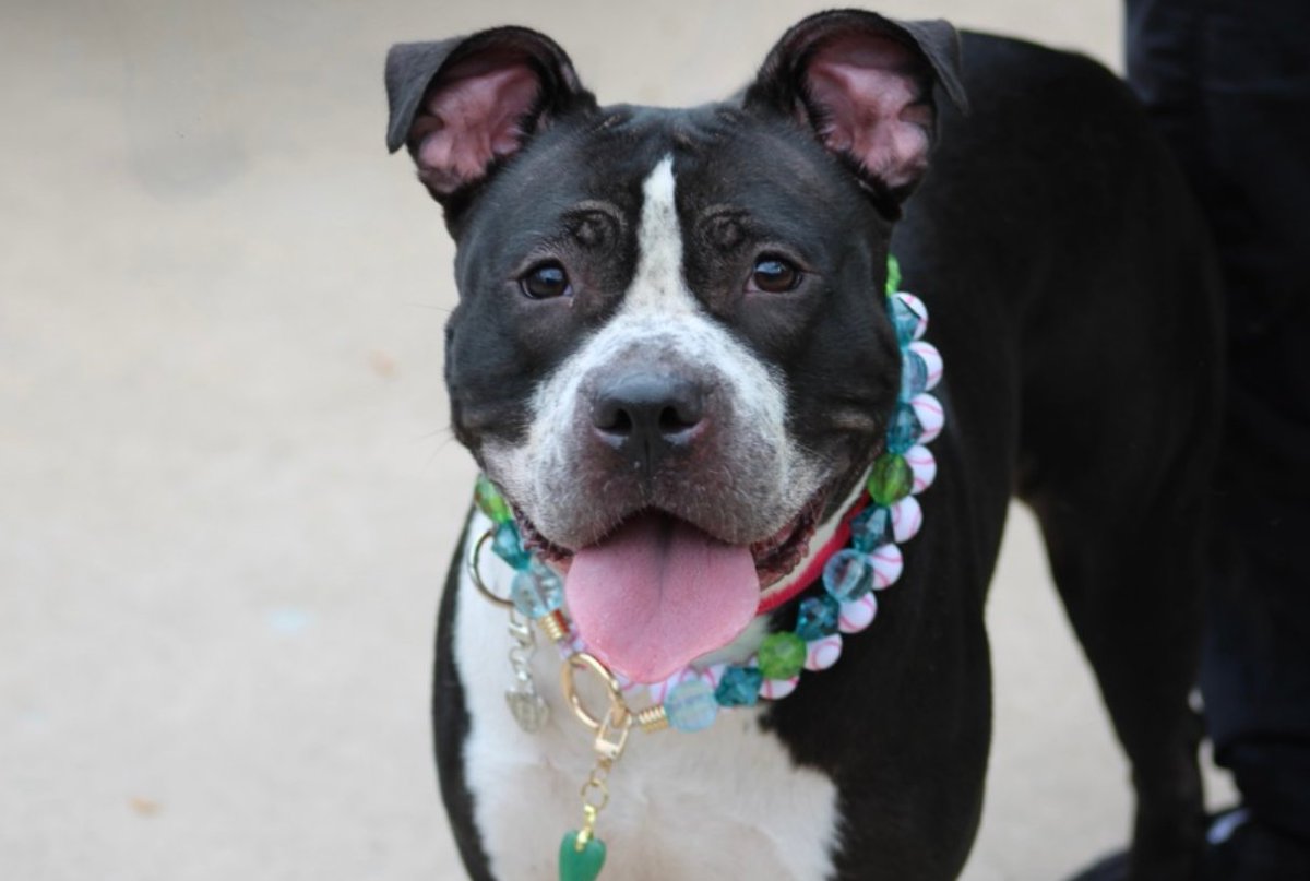 notthesameone2's tweet photo. 🐾2-y/o Rosebud recently had gastrotomy surgery b/c ate a non-food object. She has been on a strict diet & limited activity while recovering. Friendly, sweet, affectionate, playful w/ a loving personality. Earned best possible behavior rating & has been on a day break & did well. Available to foster or adopt by 10/10: https://t.co/zZ9CDb0WBV