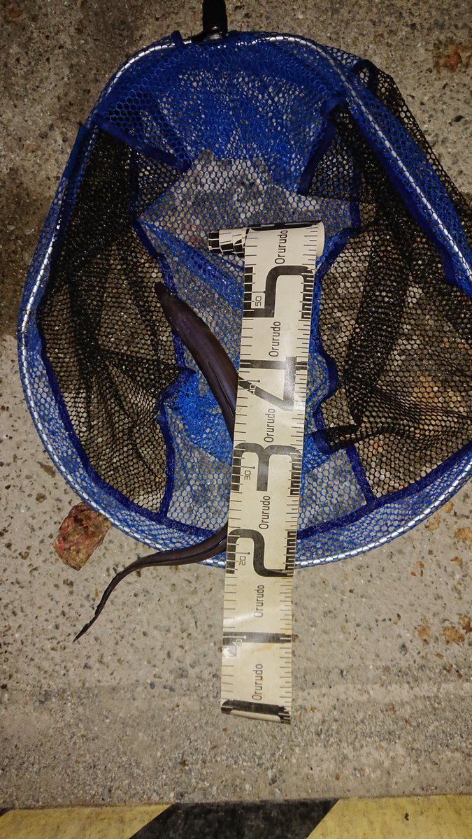 Hidehide653041's tweet photo. https://t.co/H3GX9OHQ8E
いやあ～金曜日ですね～魚釣りですね～
🎣帰り際にやっとアジが廻ってきました🐟️ https://t.co/vdU9kF9mXX
