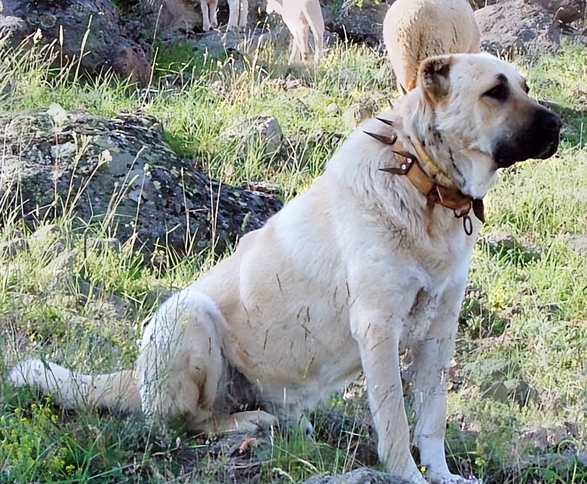 Taynanewalmo's tweet photo. Sabes por qué el perro de la granja tiene un collar con un pequeo tono irrigado El asombroso truco para cuidar a las aves como la tortuga de forma fácil!， https://t.co/JkinYpbW0W